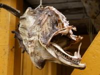 Fischkopf oder Alien? - Lofoten